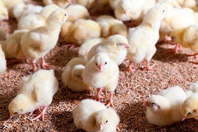 Cuál es la Rentabilidad de una granja avícola para pollos o gallinas