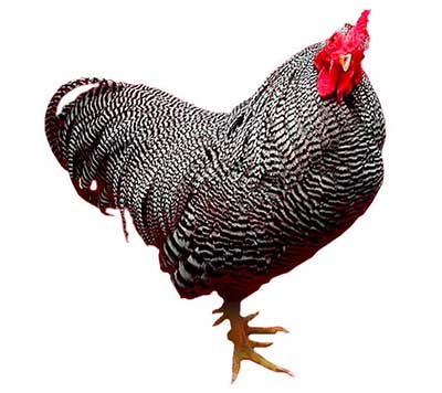 Gallina Plymouth Rock Blanca Gallina Plymouth Rock Blanca