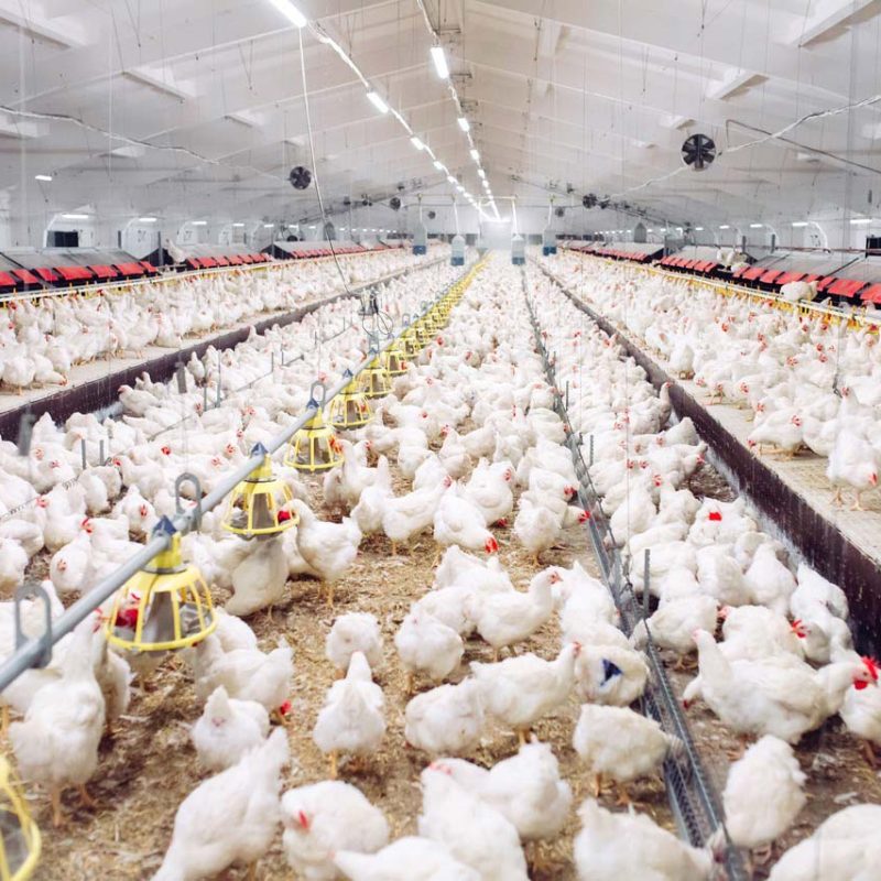 Plano técnico de granja avícola rentable