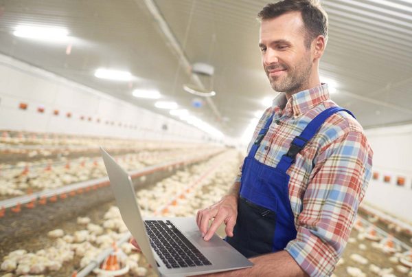 Granja avícola automatizada