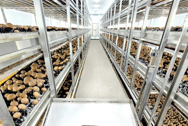 Interior de nave de champiñón con estanterías