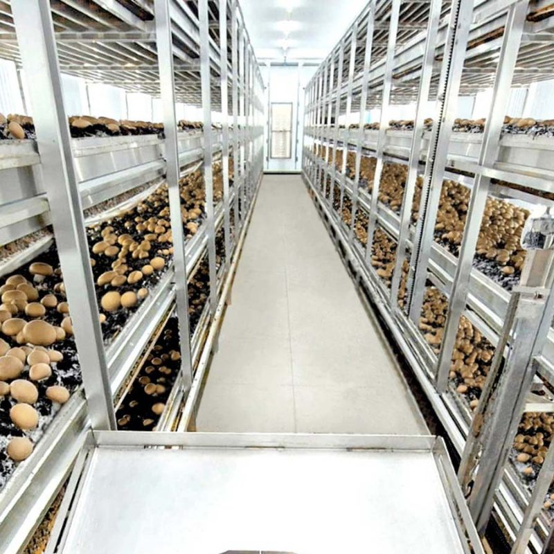 Interior de nave de champiñón con estanterías