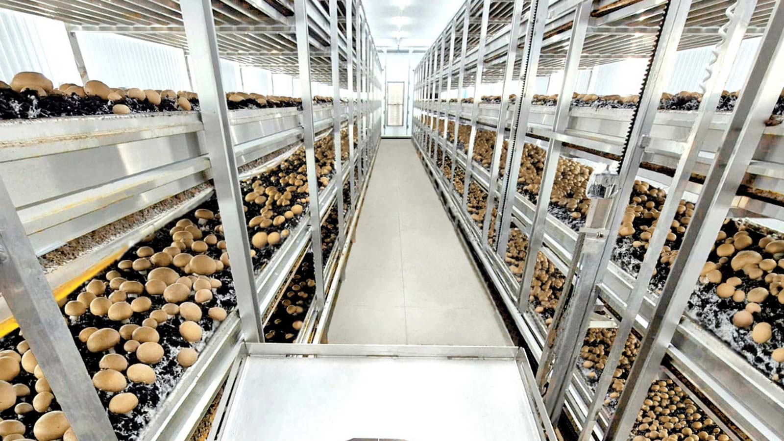 ¿Cómo montar una nave de champiñón?