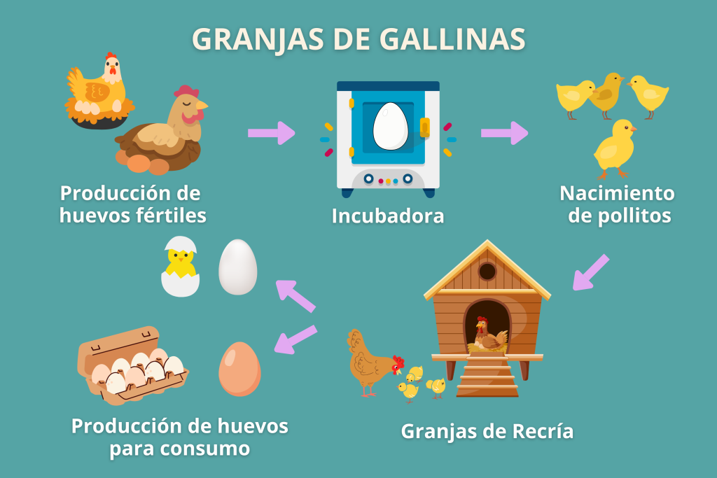 Ciclo del huevo
