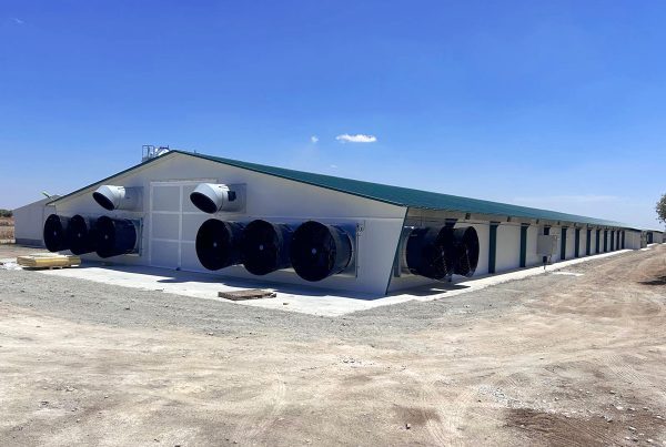 Nave de engorde de pollos en Toledo